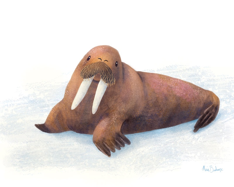 Walrus - student project