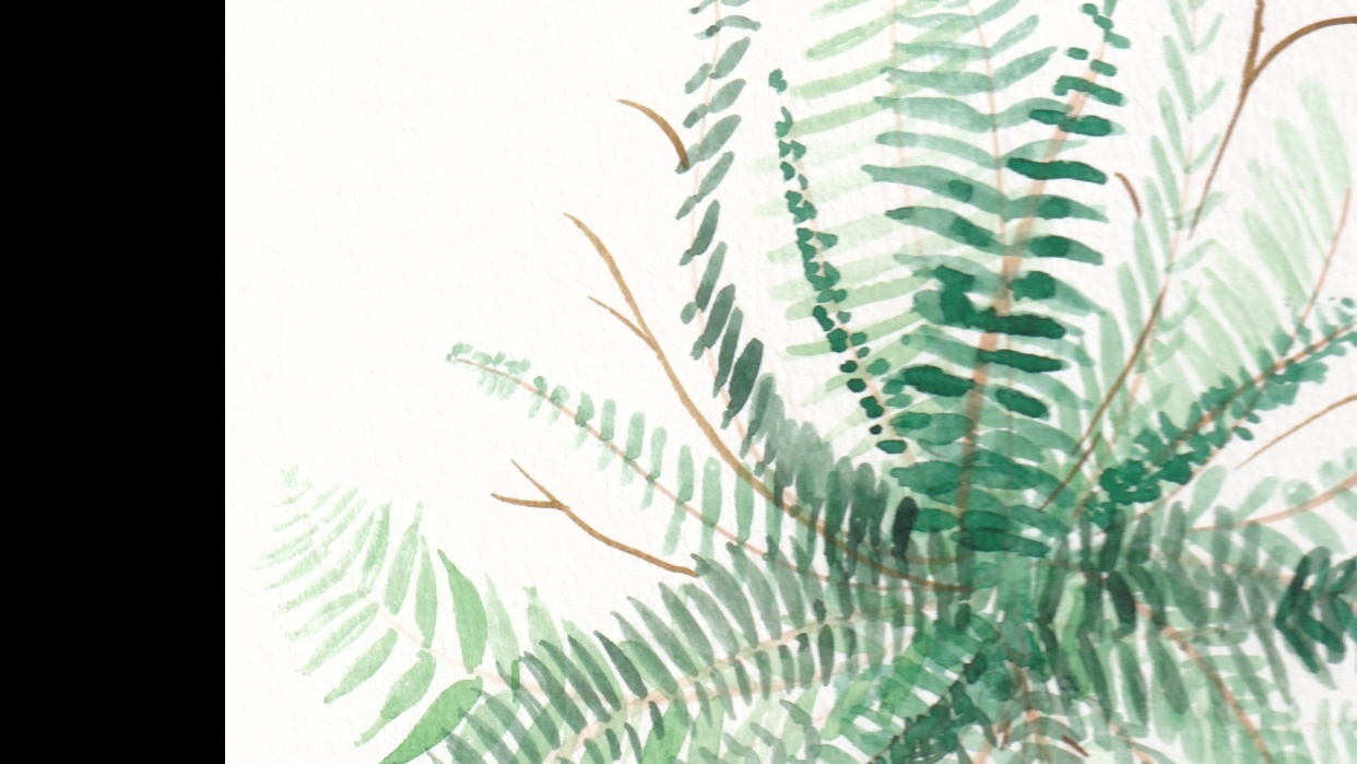 First Fern - student project
