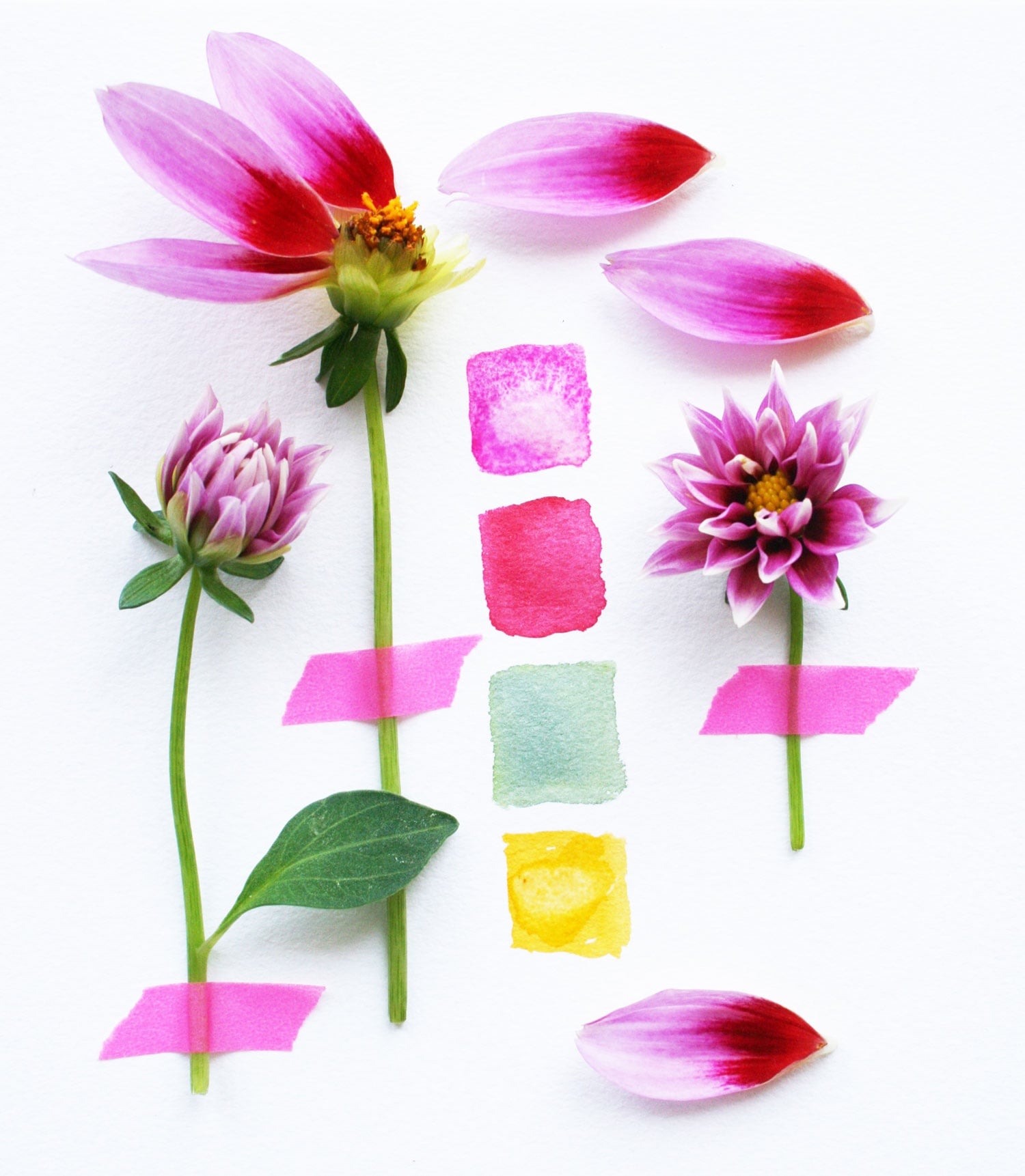 Color Palette Inspiration from the Dahlia Flower