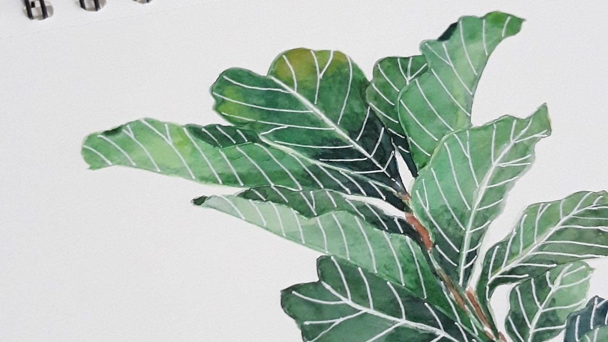 My Fiddle-leaf Fig - student project