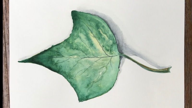 Botanical watercolor