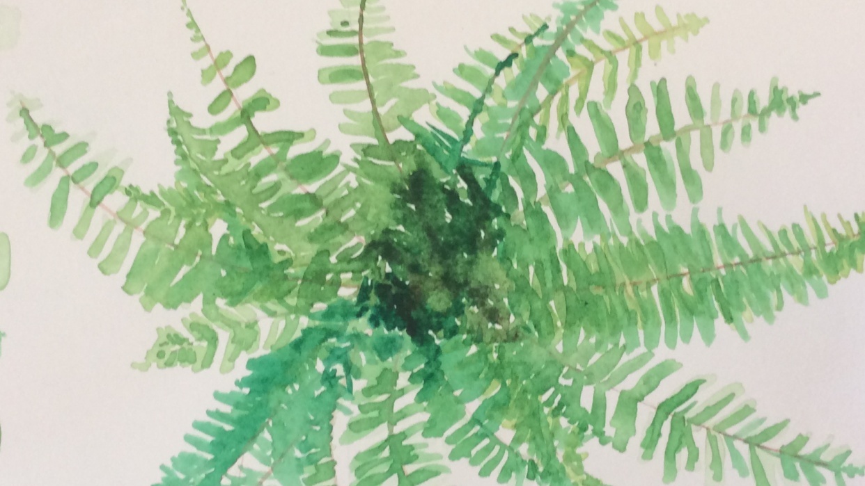 Boston Fern - student project