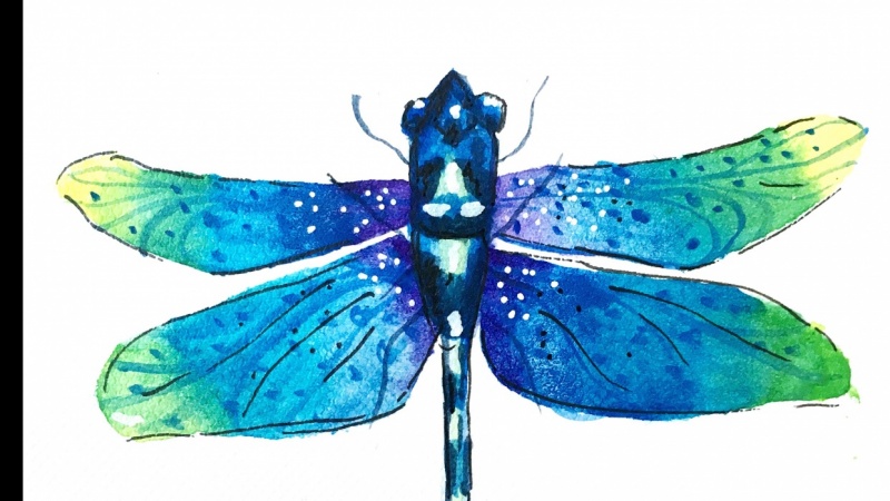 My 1st Dragonfly