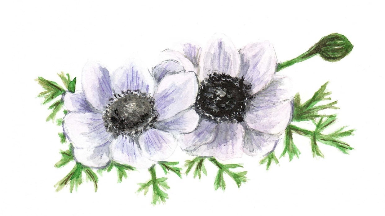White Anemones - student project