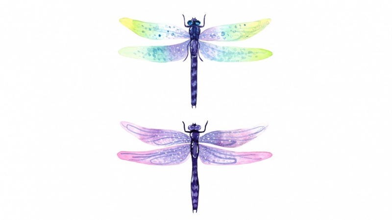 Watercolour Dragonflys