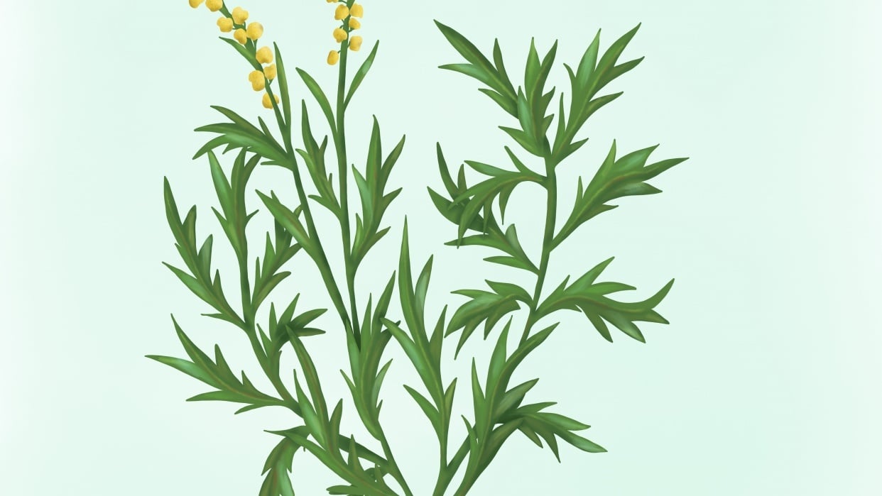 Botanical style - student project