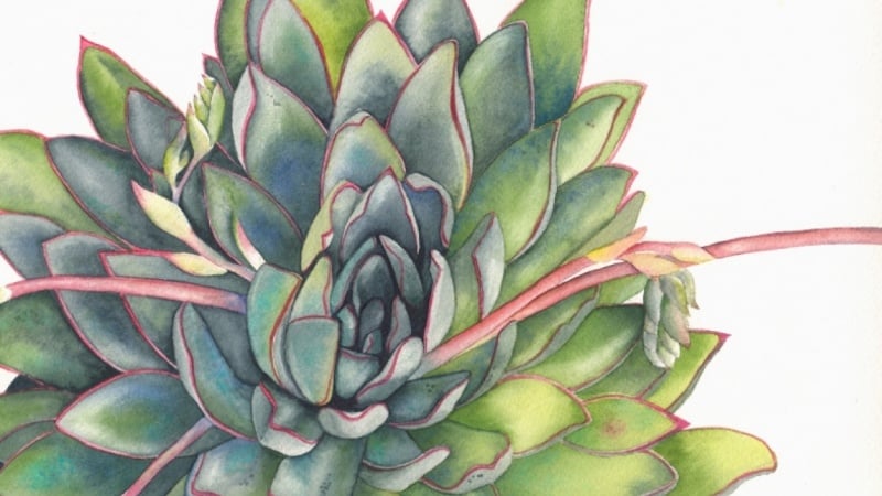 Louise De Masi's Watercolor Succulent Class