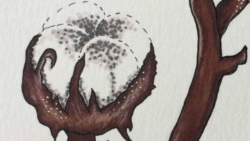 Cotton Branch