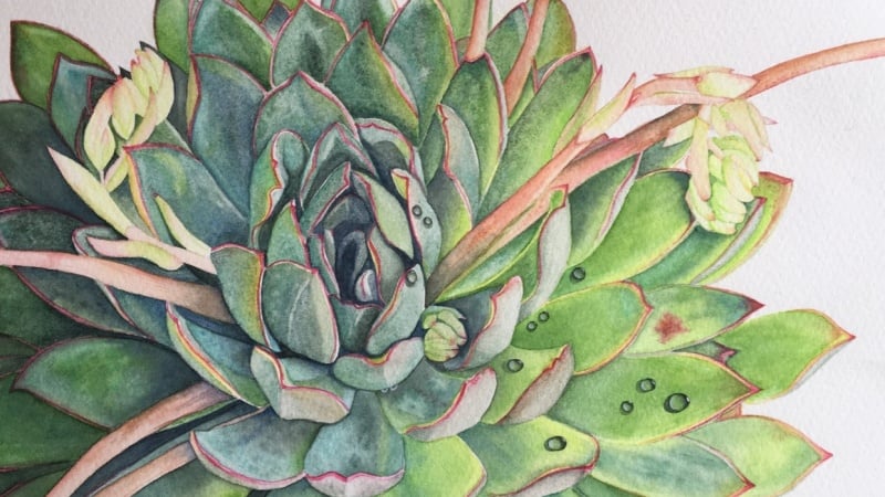 My Watercolor Succulent :)