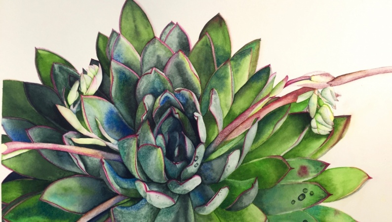 Watercolor Succulent