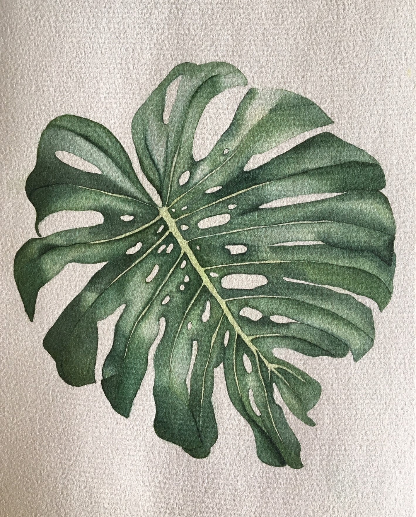 My Monstera Deliciosa