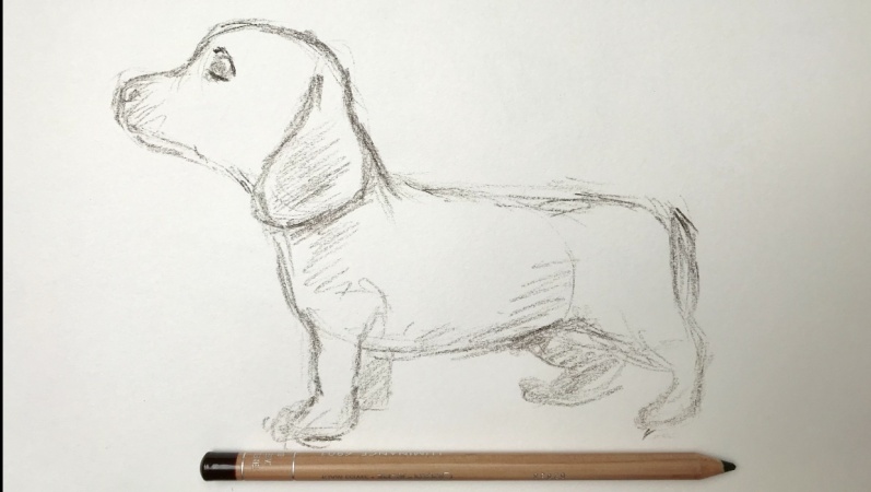 Dog 3 minute sketch