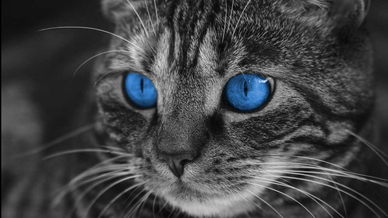 Cat - student project