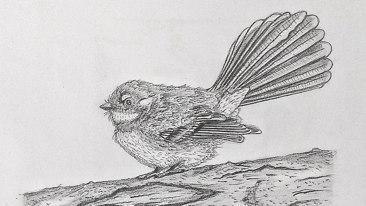 Realistic Fantail Project - student project