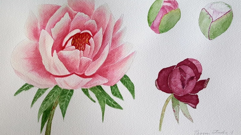 Purple, Coral and Pink Peonies