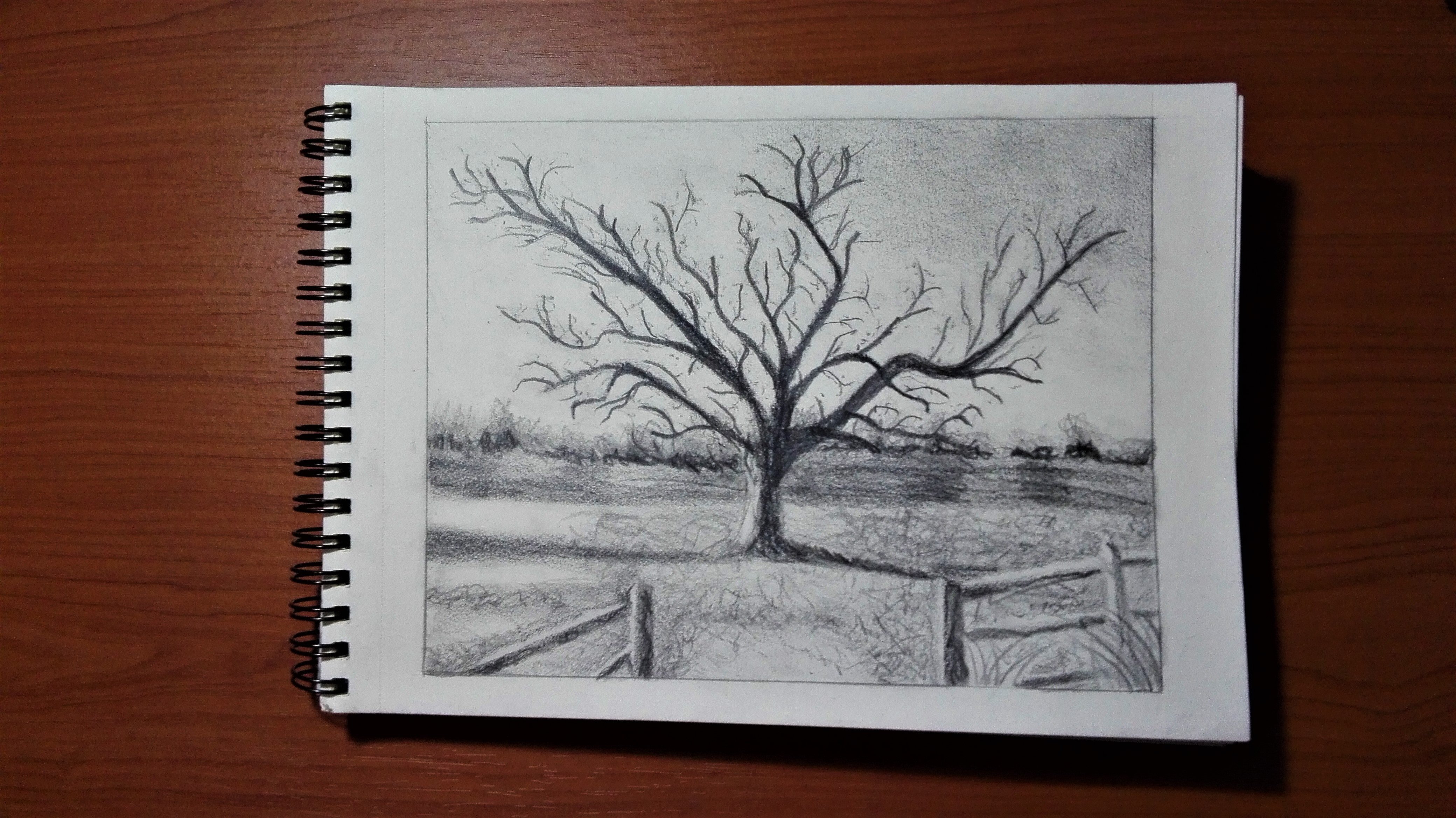 Tree Graphite Pencil Drawing - student project