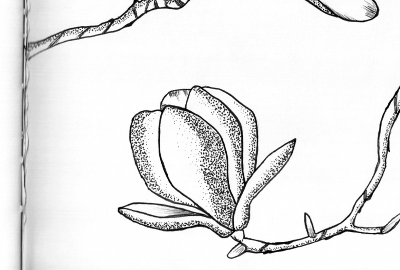 Power of Flower