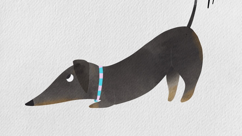 Little wagging Dachshund