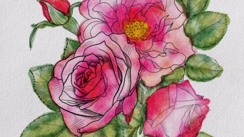 Wilde Rosen