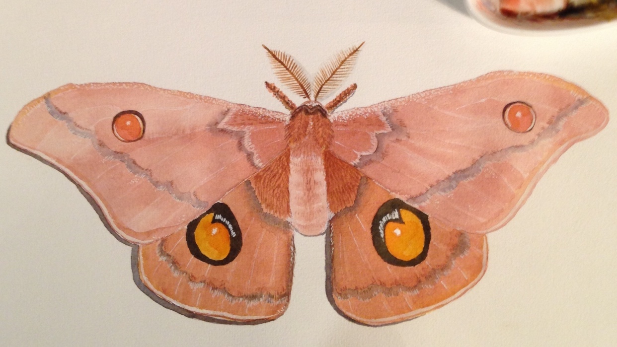 Glazing revisited - student project