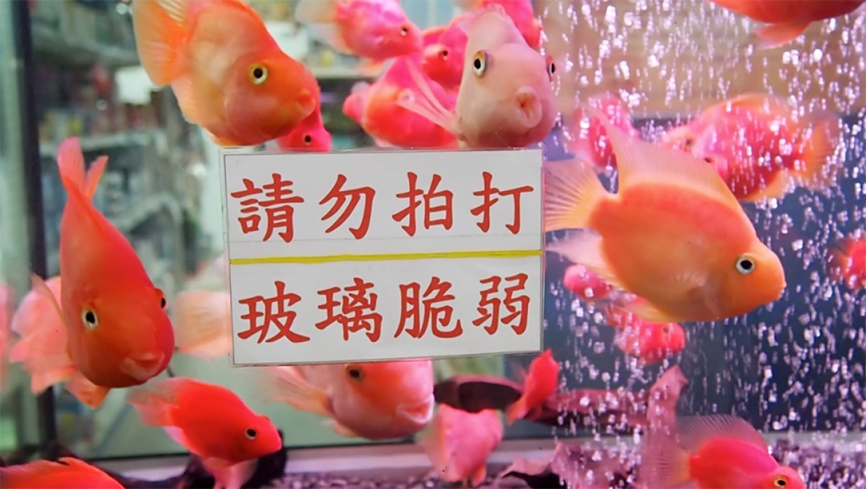 Window Shopping in Taiwan - student project