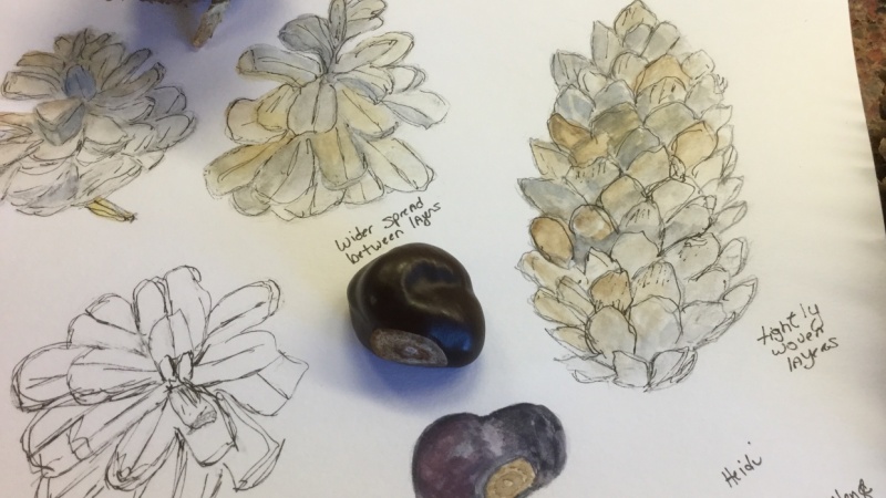 Pine cones and an Ohio Buckeye nut