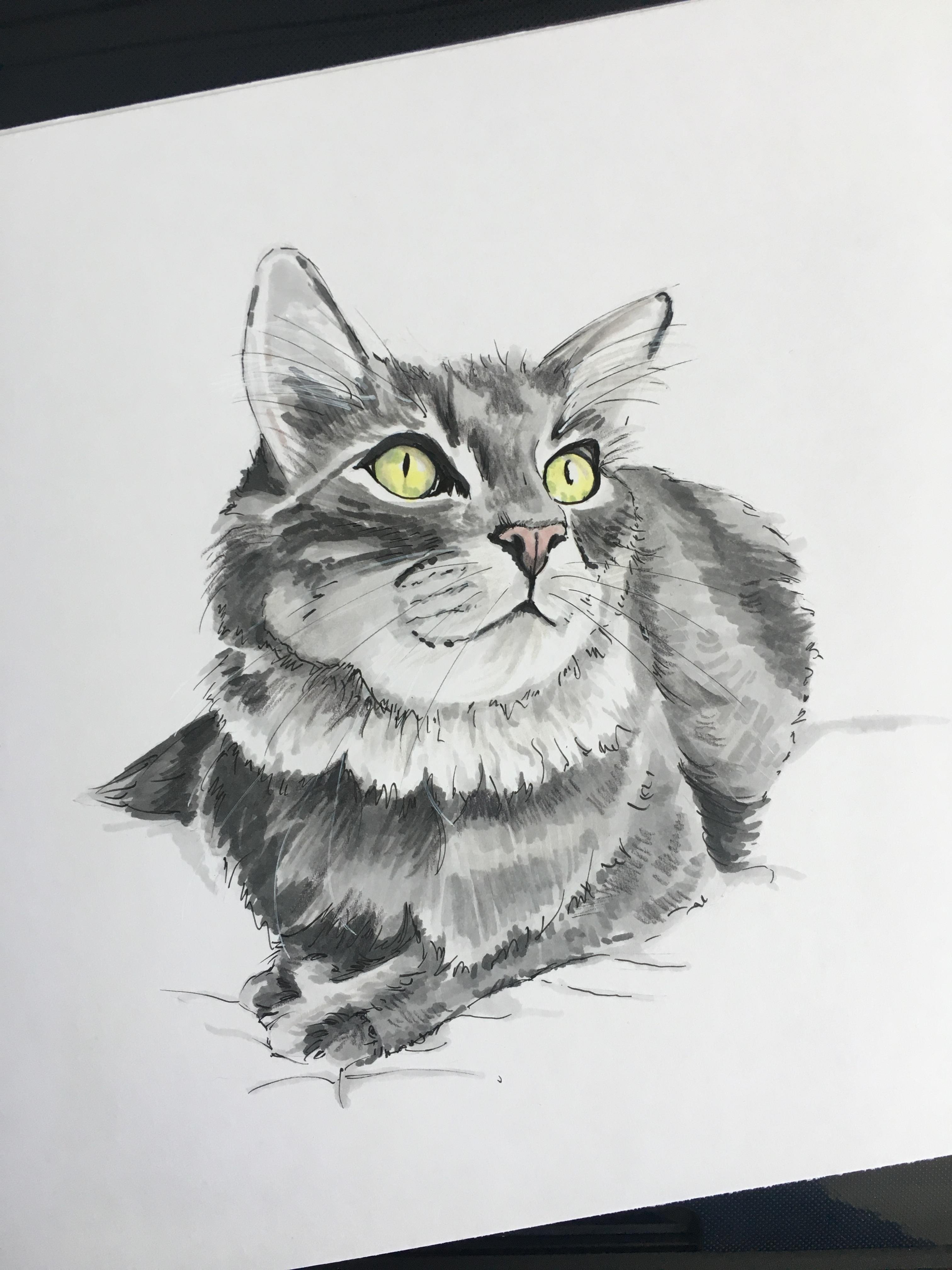 Grey Cat