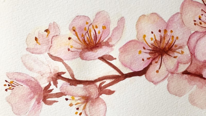 Cherry Blossoms with Esther