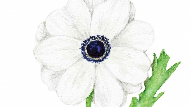 White Flowers