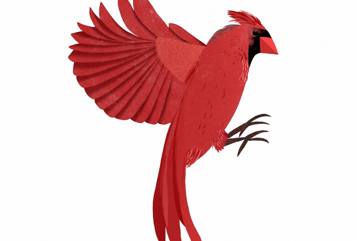 My cardinal! - student project