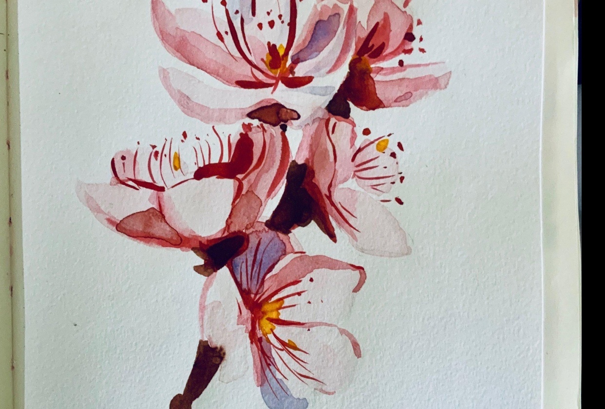 Cherry Blossoms - student project