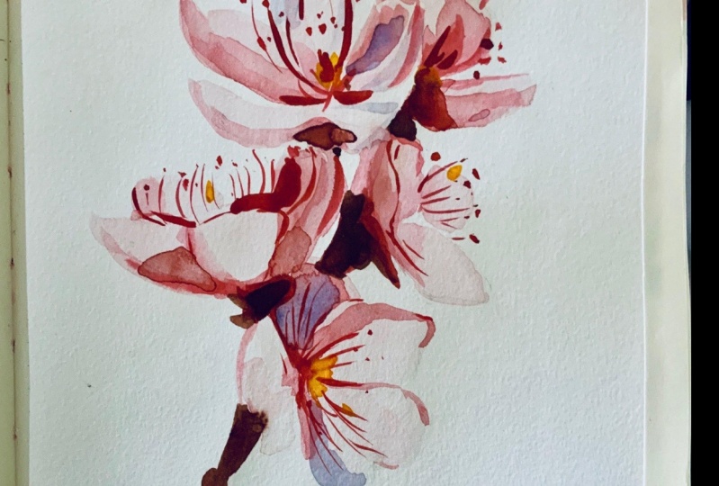 Cherry Blossoms