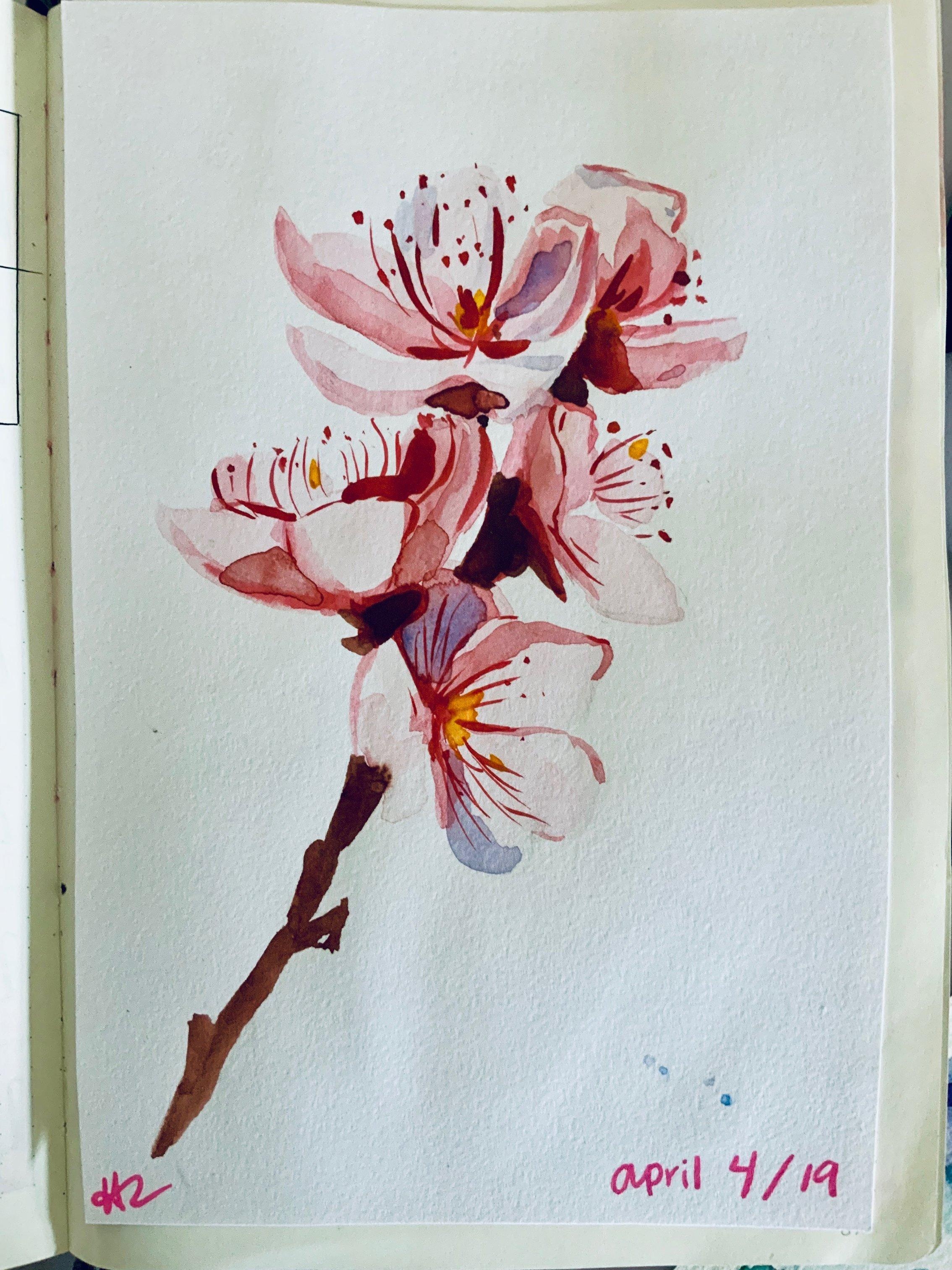 Cherry Blossoms - student project