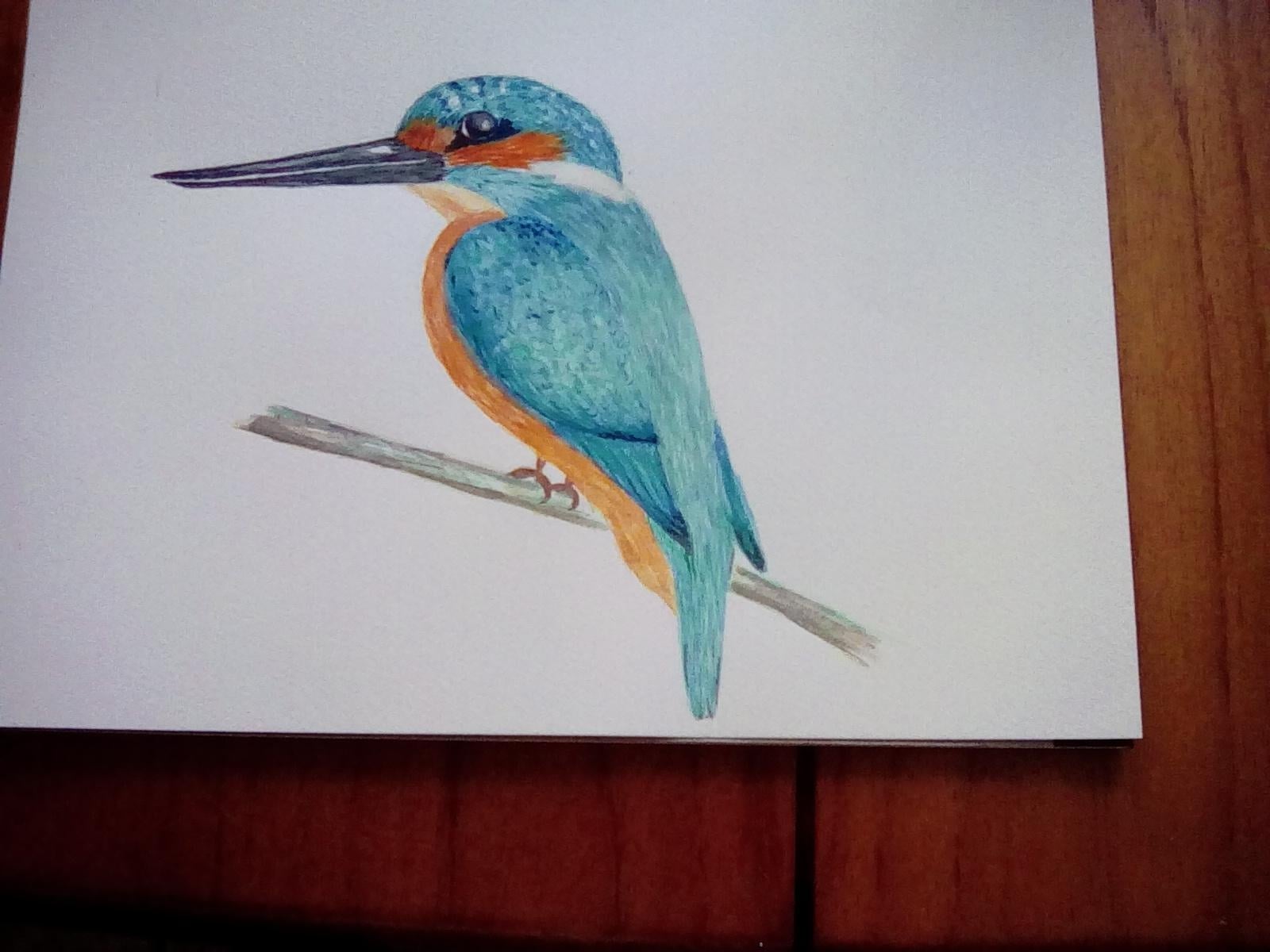 Kingfisher - student project