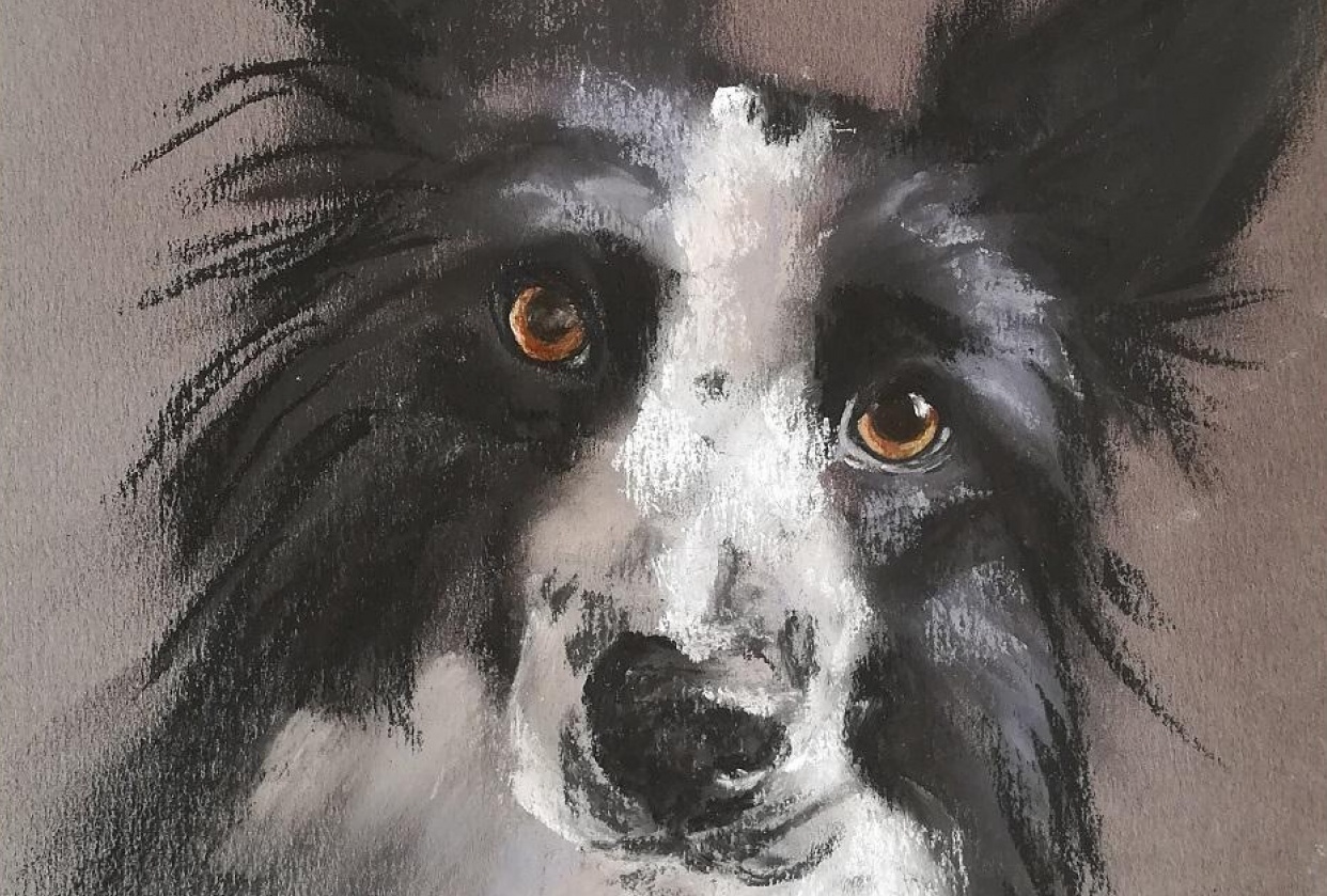 Sketching Animals in Soft Pastels | Coco - student project