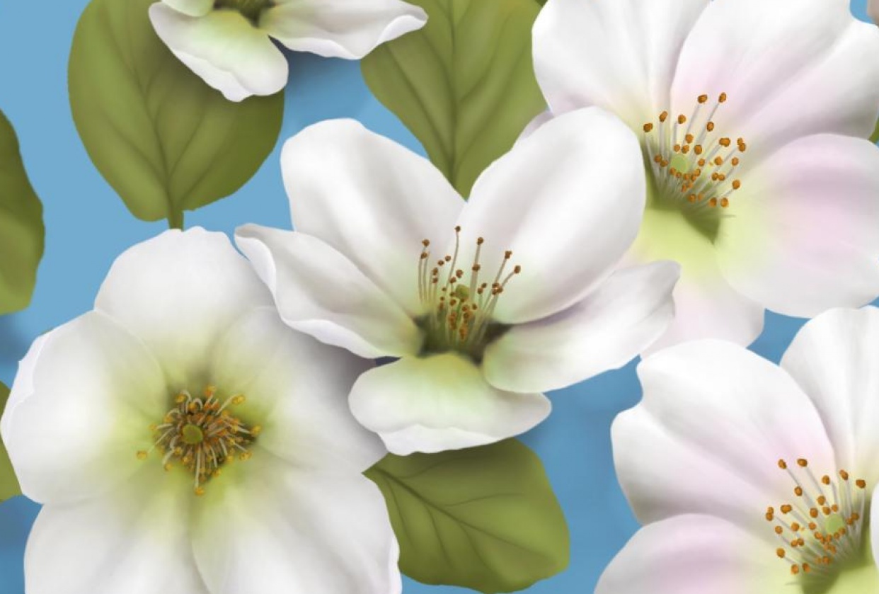 Cherry blossoms - student project