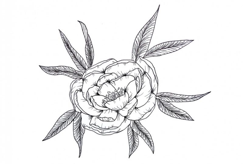 Peony line drawing - beginner