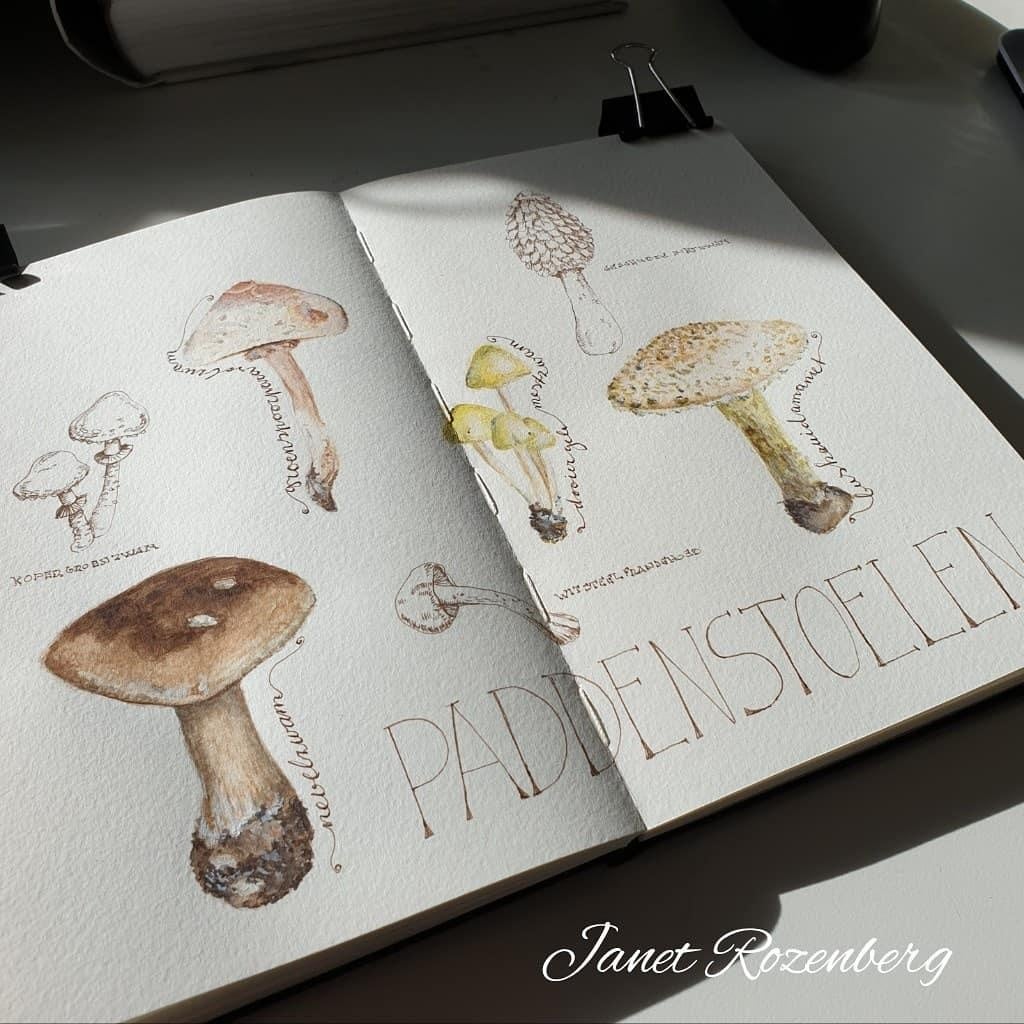 Mushrooms - student project