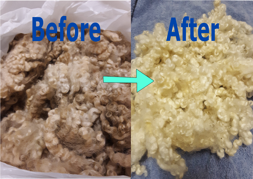 Border Leicester fleece before and after washing - student project
