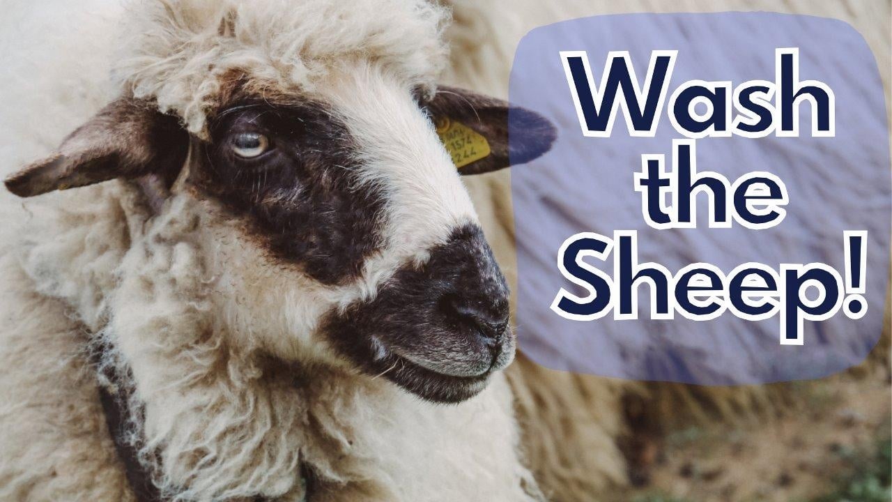 How to Wash Raw Sheep Fleece Thumbnail - student project