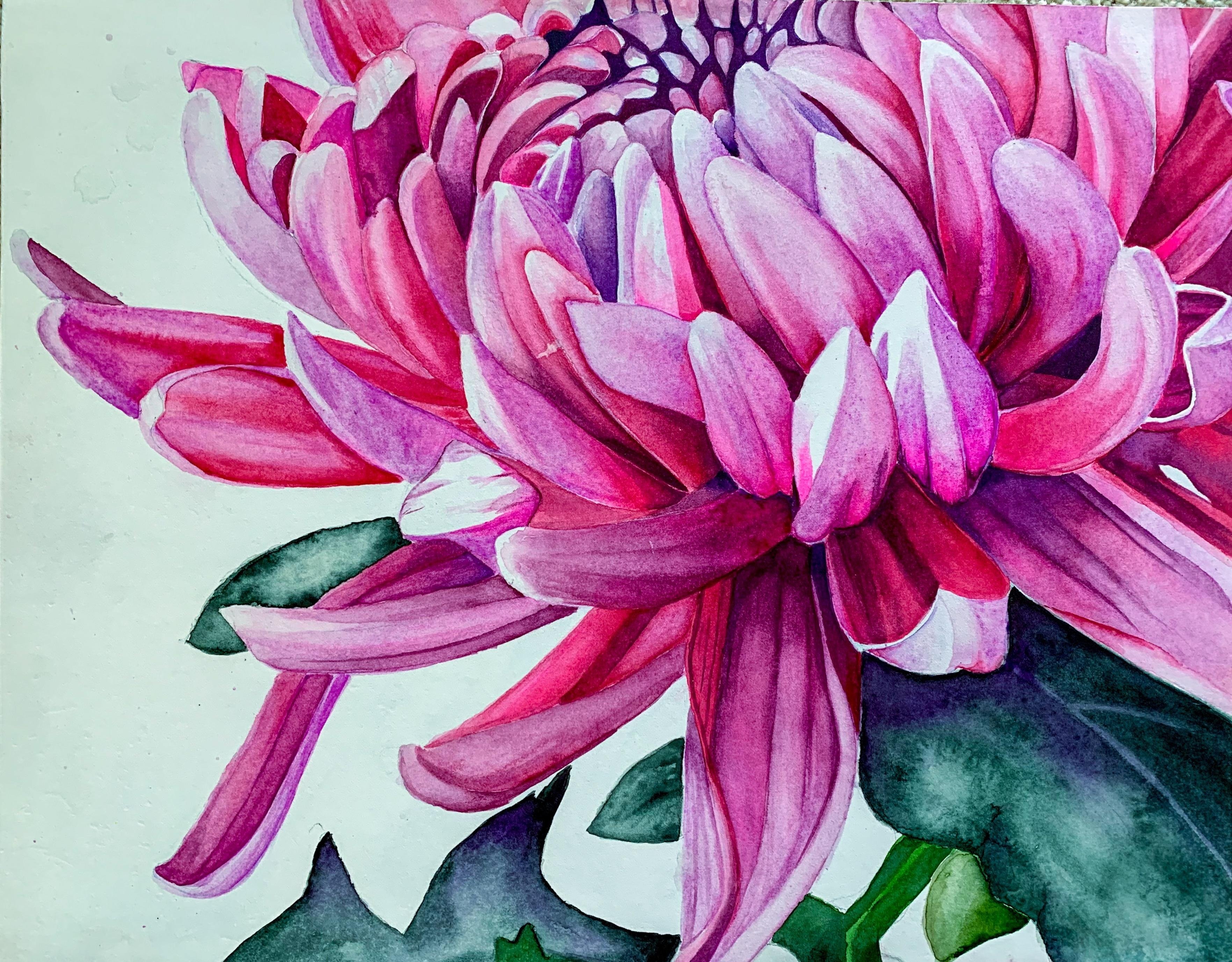 Louise De Masi Chrysanthemum - Opted for white background - student project