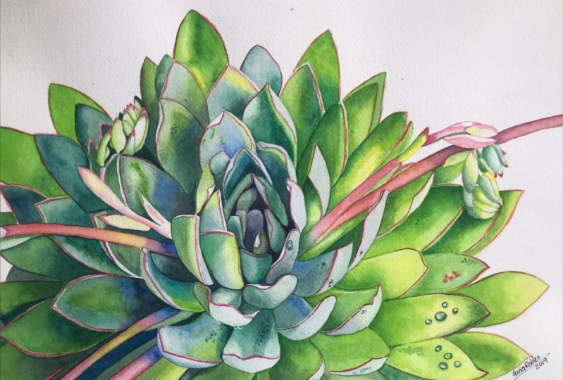 Succulent