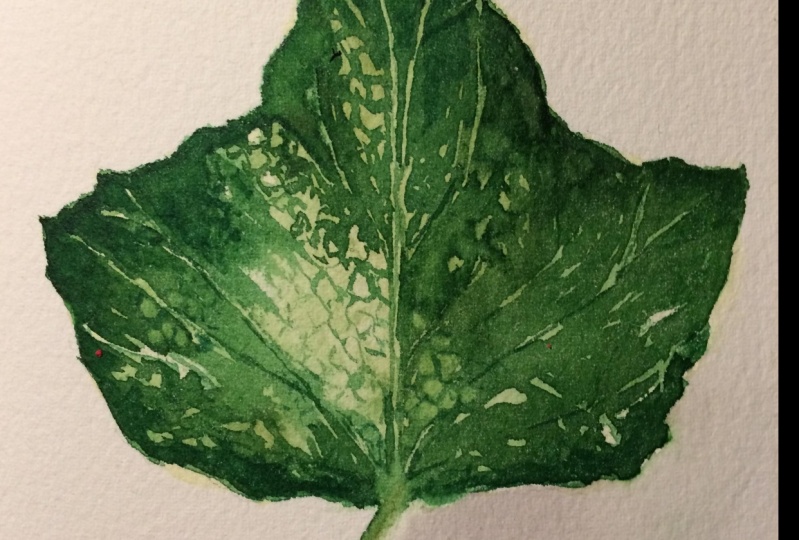 Leaf