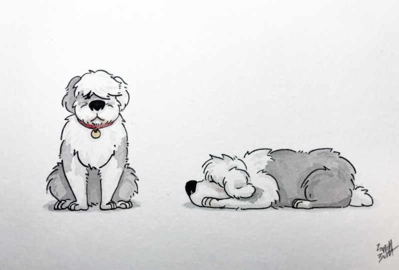Old English Sheep Dog