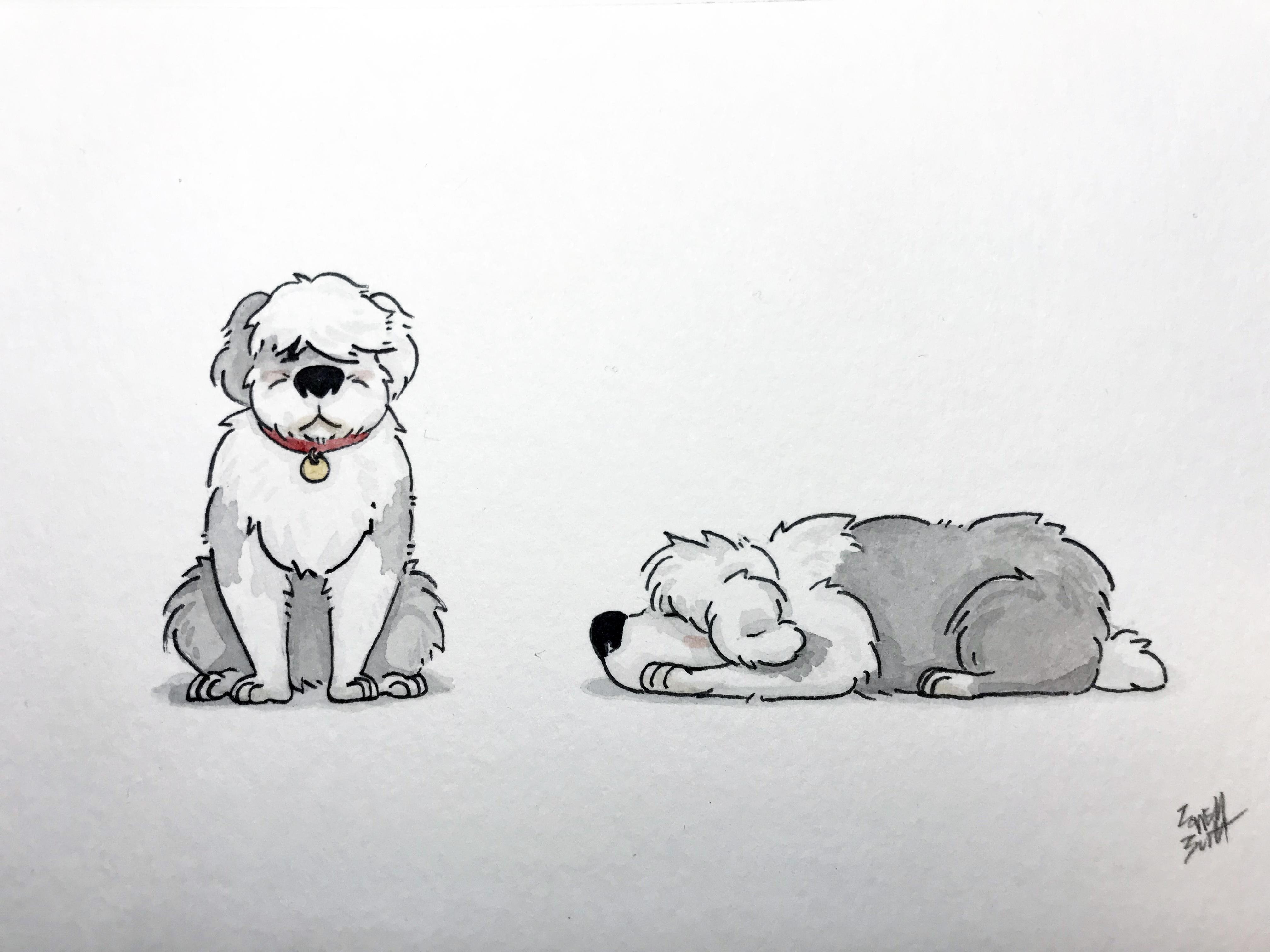 Old English Sheep Dog - student project