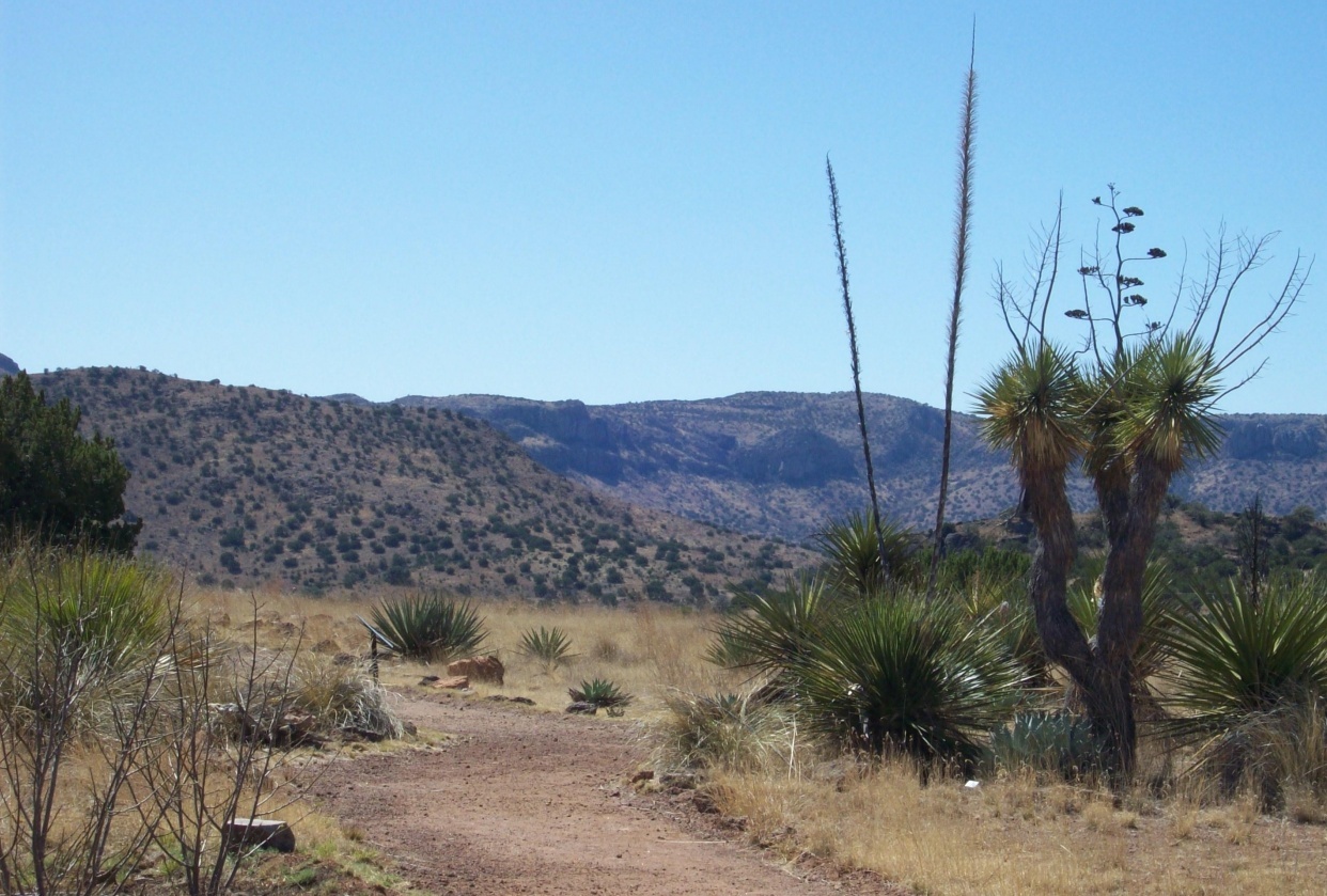 Notan sketches-west Tx. desert - student project