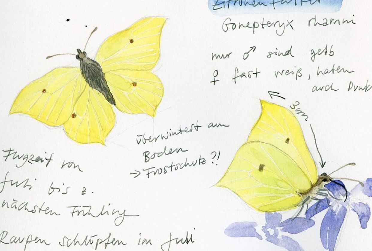 Drawing And Painting Butterflies - student project