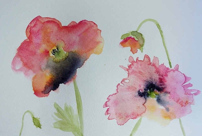 Poppies