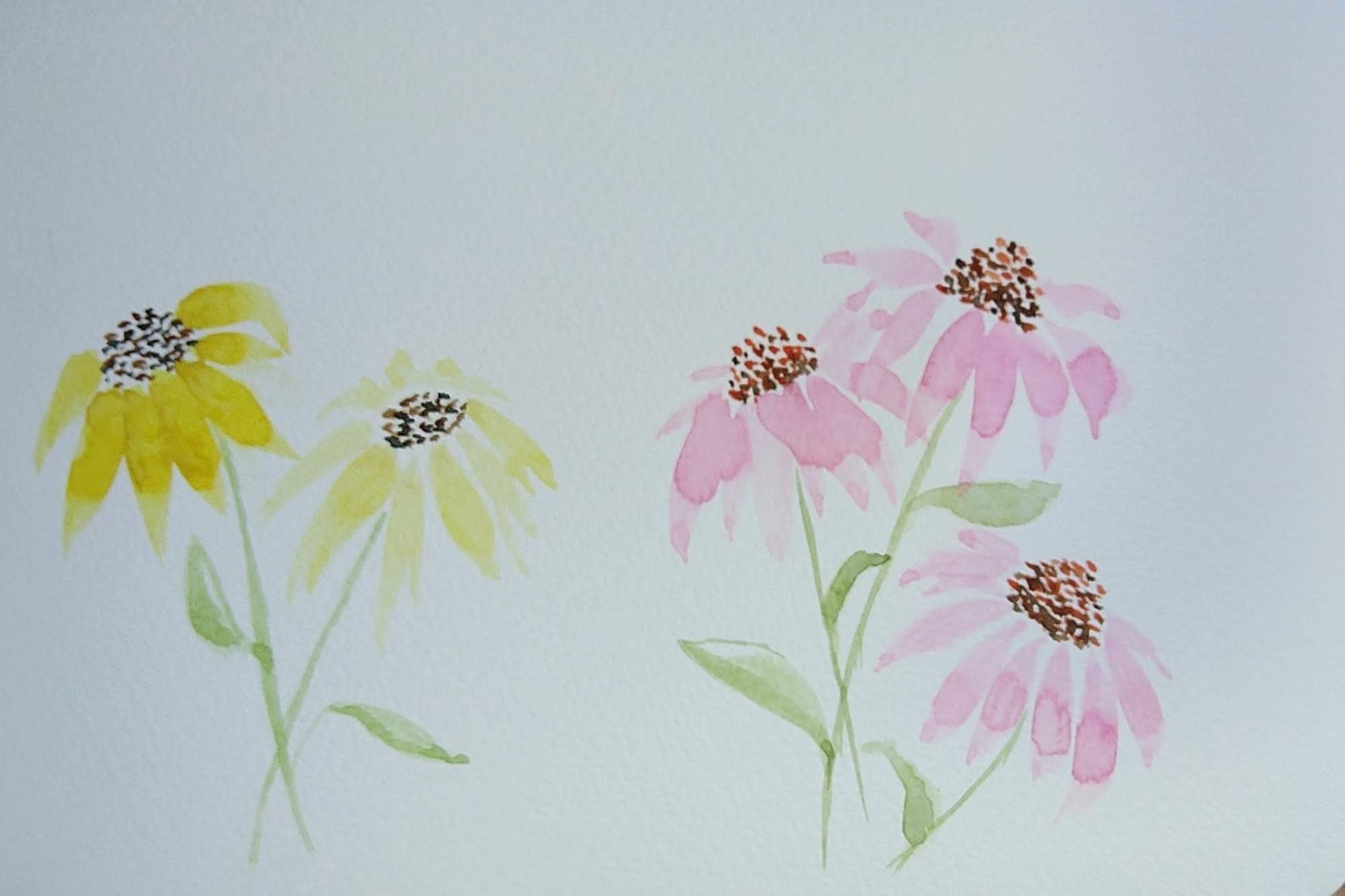 Echinacea & Black Eyed Susan - student project