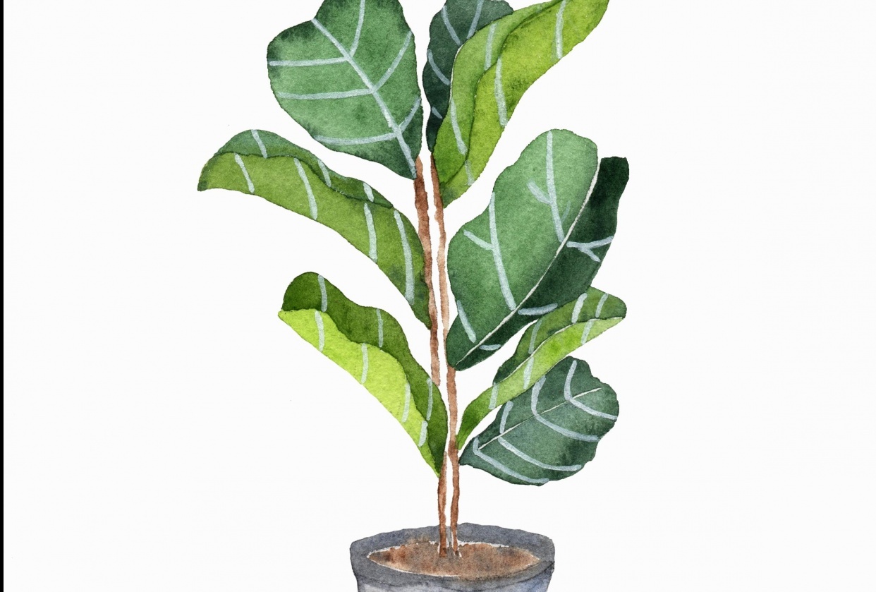 Fiddle Leaf Fig - student project